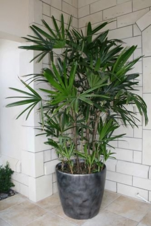 Tropical Low Light Plants 20 Best Raphis Palms Images On Pinterest | Palm Trees Picture 656