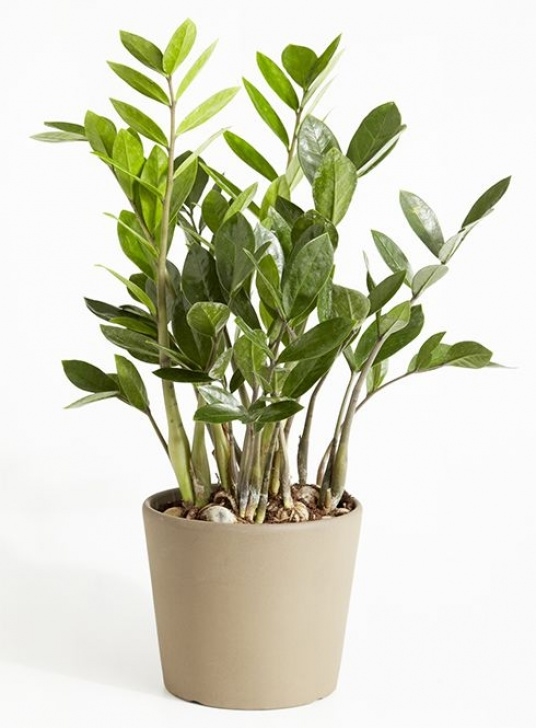 Tropical Low Light Plants 5 Indoor Houseplants You Can’t Kill – P&amp;G Everyday | Home Picture 773