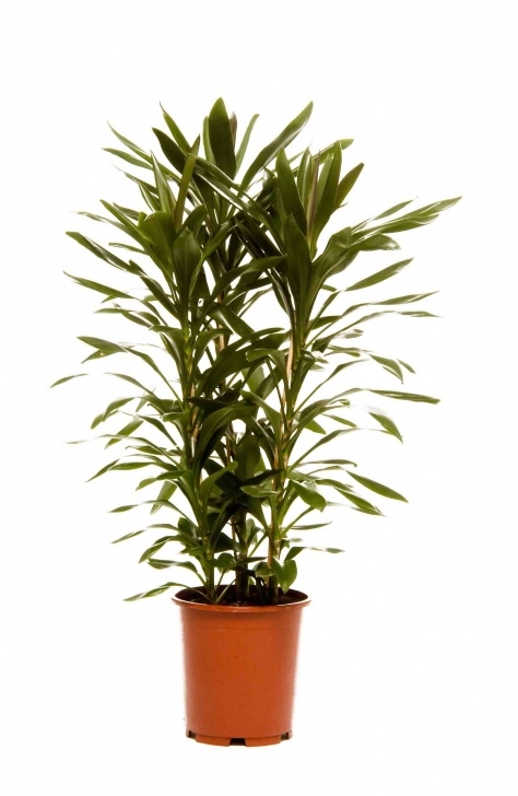 Tropical Low Light Plants Cordyline Glauca - Really Tough Plant And Lots Of Greenery Photo 115