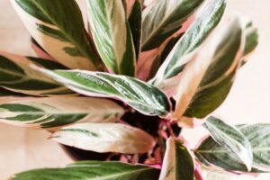 Tropical Low Light Plants Everything You Need To Know About Caring For Your Triostar Image 628