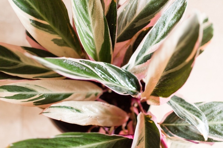 Tropical Low Light Plants Everything You Need To Know About Caring For Your Triostar Image 628