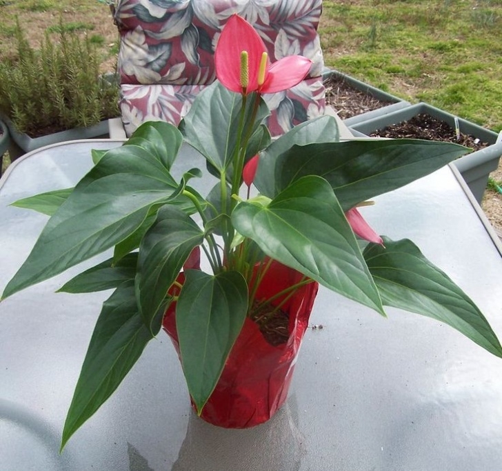 Tropical Low Light Plants Flamingo Flower - Anthurium Plants - A Tropical Delight Image 174