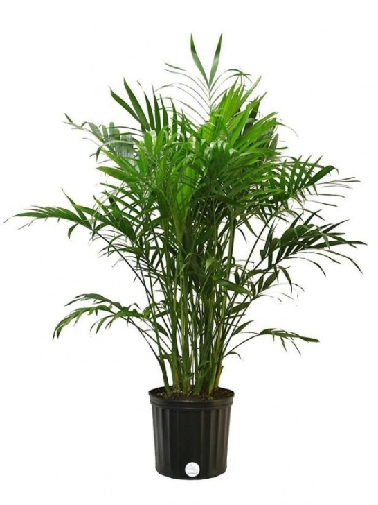 Tropical Low Light Plants Indoor Plants For Low Light | Palm Plant, Palm Tree Care Image 301