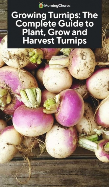Turnip Companion Plants Growing Turnips: The Complete Guide To Plant, Grow And Photo 879