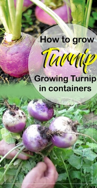 Turnip Companion Plants How To Grow Turnip | Growing Turnips, Container Gardening Photo 660