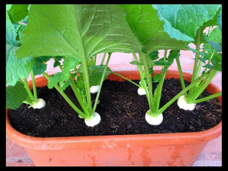 Turnip Companion Plants How To Grow Turnips? Picture 209