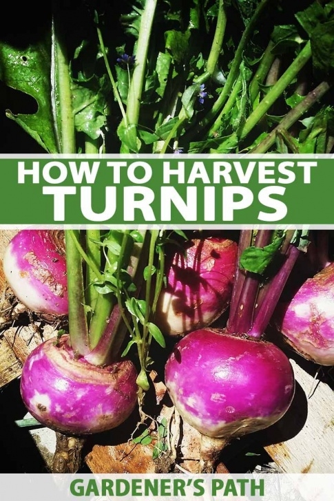 Turnip Companion Plants How To Harvest Turnips | Harvest, Vegetable Garden Tips Picture 416