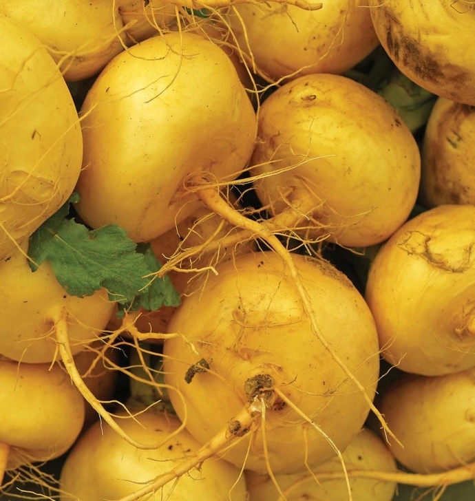 Turnip Companion Plants Https://Wcs-Netclimberwebdesdna-Ssl/Wp-Content Picture 310
