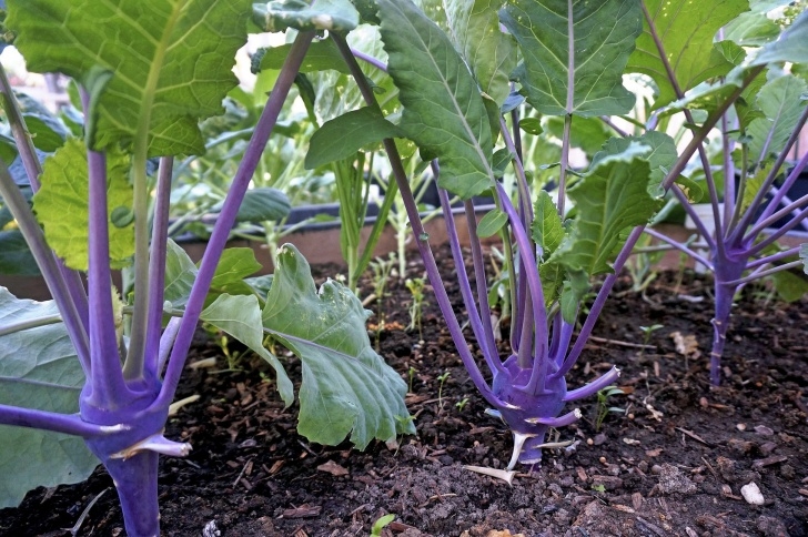 Turnip Companion Plants Kohlrabi Plant Spacing: Tips On Spacing Kohlrabi Plants In Image 307