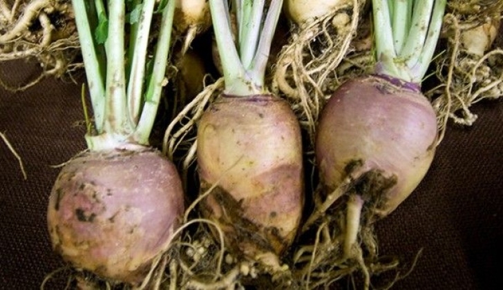 Turnip Companion Plants This Turnip Cousin Can Provide You With A Stock Of Root Image 804