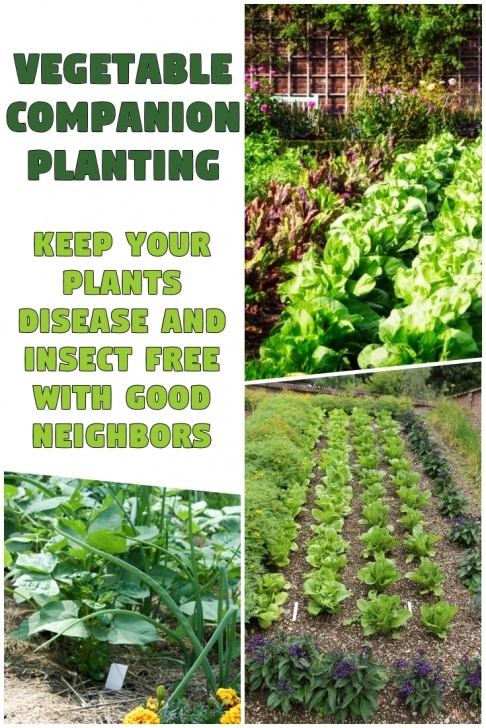 Turnip Companion Plants Vegetable Companion Planting - Keep Your Plants Disease Photo 396