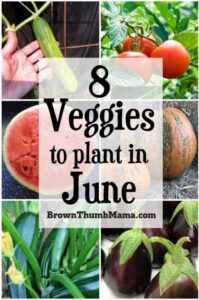 Veg To Plant In June 8 Vegetables To Plant In June {Zone 9} In 2020 | Planting Photo 694