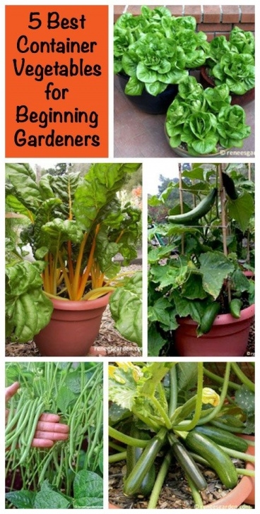 Vegetable Container Gardening For Beginners 5 Best Container Vegetables For Beginning Gardeners Image 452