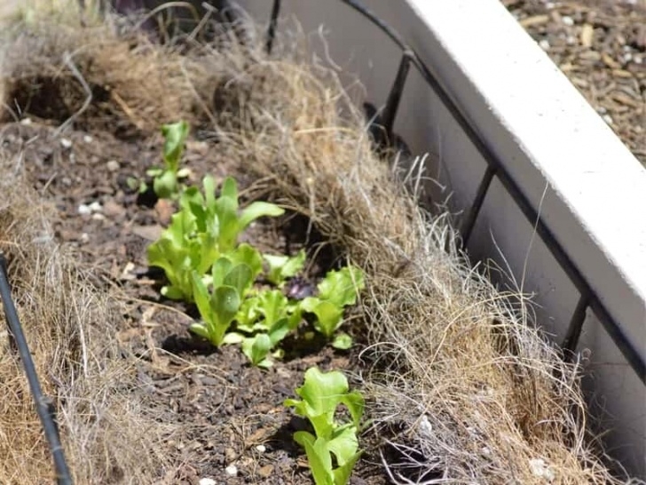 Vegetable Container Gardening For Beginners Container Vegetable Gardening For Beginners - Attainable Photo 293