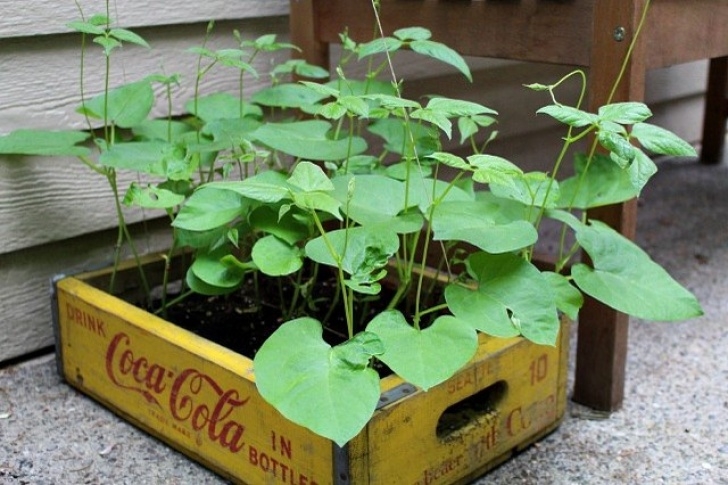 Vegetable Container Gardening For Beginners Container Vegetable Gardening For Beginners | Ehow Picture 948
