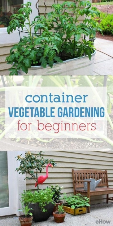 Vegetable Container Gardening For Beginners Container Vegetable Gardening For Beginners | Vegetable Photo 866