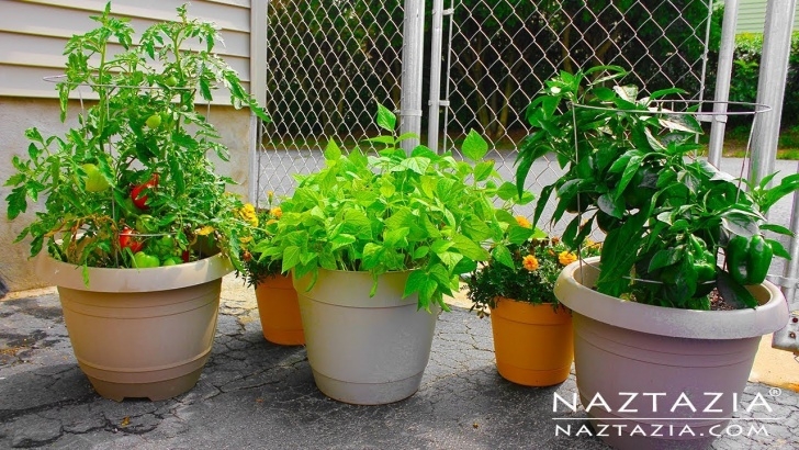 Vegetable Container Gardening For Beginners How To Garden For Beginners - Container Gardening On Urban Image 051