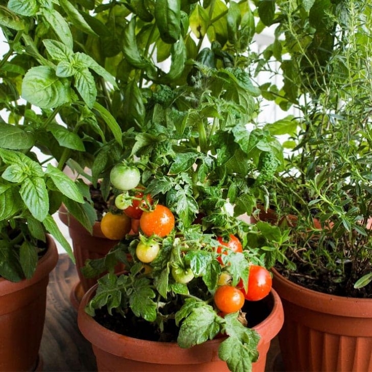 Vegetable Container Gardening For Beginners Vegetable Container Gardening For Beginners - Homestead Acres Picture 542