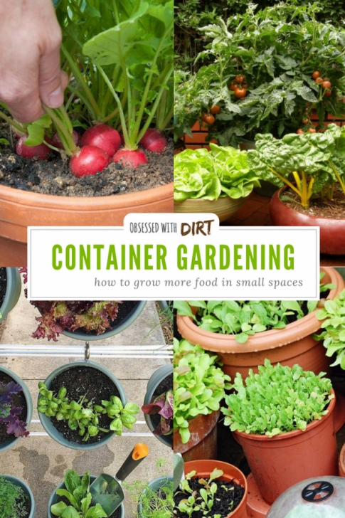 Vegetable Container Gardening For Beginners Vegetable Gardening Tips | Container Gardening Vegetables Image 854