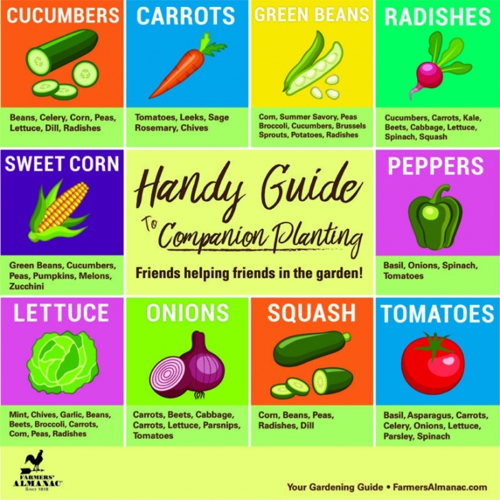 Vegetable Garden Companion Planting Companion Planting For Top 10 Veggies Grown In Us Picture 390