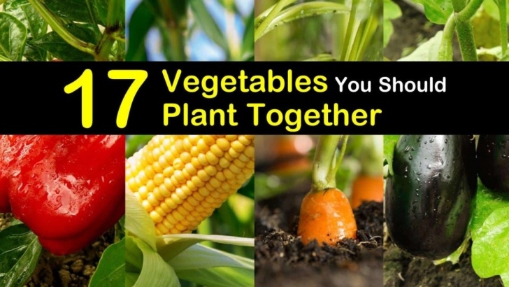 Vegetable Garden Companion Planting Companion Planting Guide - 17 Vegetables You Should Plant Image 043
