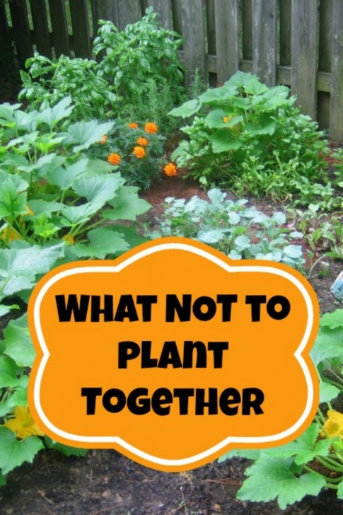 Vegetable Garden Companion Planting Companion Planting | What Not To Plant Together | Moms Photo 847