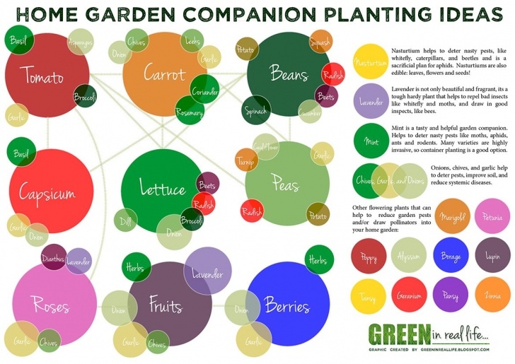 Vegetable Garden Companion Planting Daily Hangout Thread - 19/3/2017 : Random_Acts_Of_Amazon Image 567