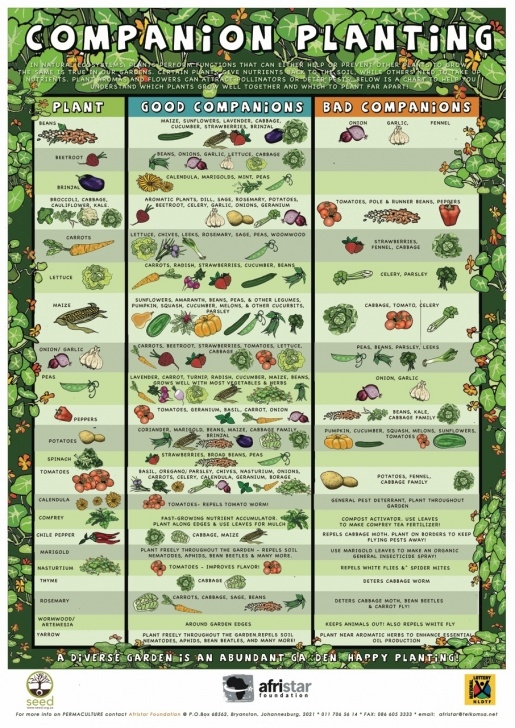 Vegetable Garden Companion Planting Garden Charts | Byzantineflowers Photo 270