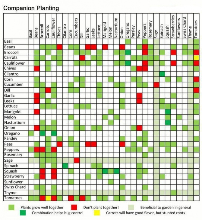Vegetable Garden Companion Planting Vegetable & Herb Garden Companion Planting Guide Picture 021