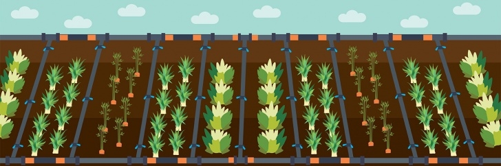 Vegetable Garden Drip Irrigation Layout Drip Irrigation | Fix Photo 055
