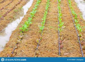 Vegetable Garden Drip Irrigation Layout Green Vegetable Plant In Garden With Water Drip Irrigation Photo 556