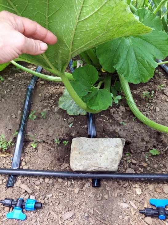 Vegetable Garden Drip Irrigation Layout The Drip Irrigation System That Rocked My World. | Drip Image 772