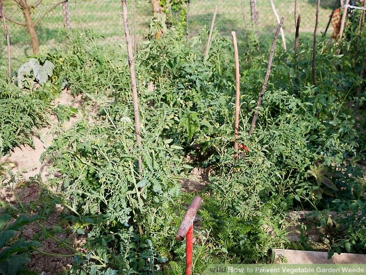 Vegetable Garden Weed Control How To Prevent Vegetable Garden Weeds: 7 Steps (With Pictures) Image 757