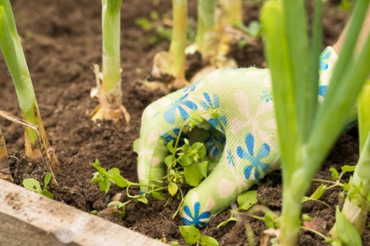 Vegetable Garden Weed Control How To Start An Organic Garden? Image 710