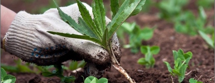 Vegetable Garden Weed Control Organic Weed Killer For A Vegetable Garden | Home And Picture 674