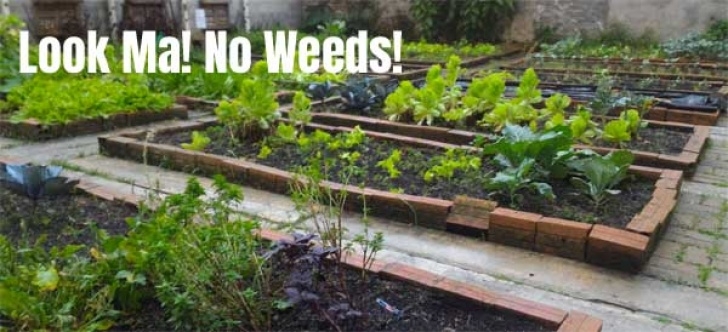 Vegetable Garden Weed Control The Best Organic Weed Killer For Vegetable Garden Weeds? Picture 104