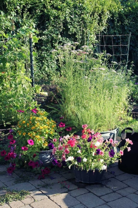Vegetable Garden Weed Control Why I Stopped Using Poison For Weed Control And Started An Image 621