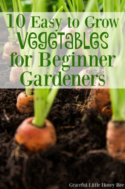 Vegetable Gardening For Dummies 10 Easy To Grow Vegetables For Beginner Gardeners Image 974
