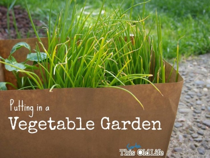 Vegetable Gardening For Dummies A Vegetable Garden For (By?) Dummies (With Images Image 651