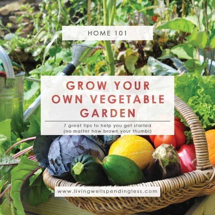 Vegetable Gardening For Dummies How To Grow A Vegetable Garden | Gardening 101 | Vegetable Picture 770