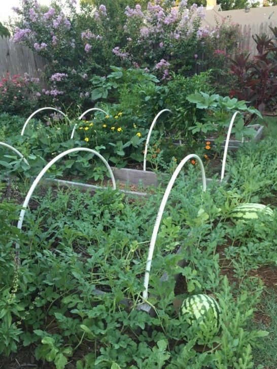Vegetable Gardening For Dummies The Best Resources To Increase Your Gardening Knowledge Picture 602
