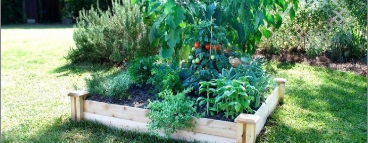 Vegetable Gardening For Dummies Vegetable Garden Starter Kit For Dummies | Home And Garden Image 856