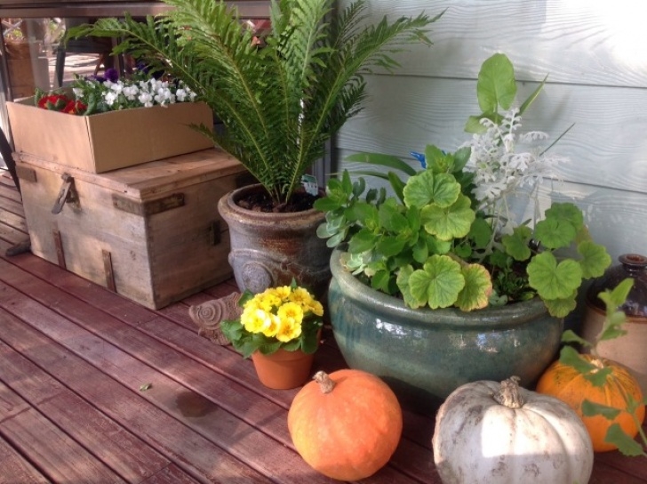 Vegetable Gardening For Dummies Vegie Gardening For Dummies — Vegie Gardening For Dummies Photo 217
