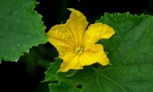 Vegetable With Yellow Flowers Vegetable Yellow Flower – Rovenimages Photo 074