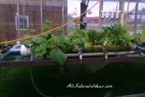 Vegetables I Can Grow Indoors Grow Vegetables Indoors Year Round | All Natural Ideas Picture 862