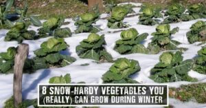 Vegetables In Winter 8 Snow-Hardy Vegetables You (Really) Can Grow During Image 703
