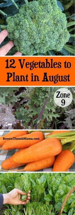 Vegetables To Grow In August 12 Vegetables To Plant In August {Zone 9} | Vegetable Image 228