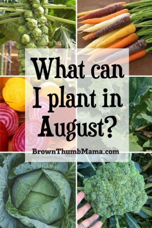 Vegetables To Grow In August 12 Vegetables To Plant In August {Zone 9} (With Images Image 572