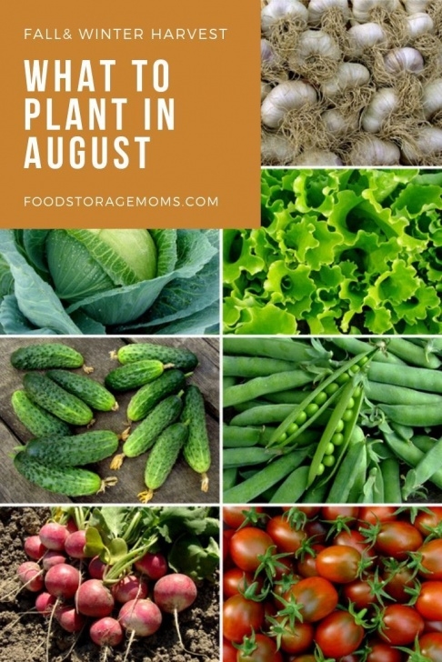 Vegetables To Grow In August Have You Been Wondering What To Plant In August? Can You Image 369