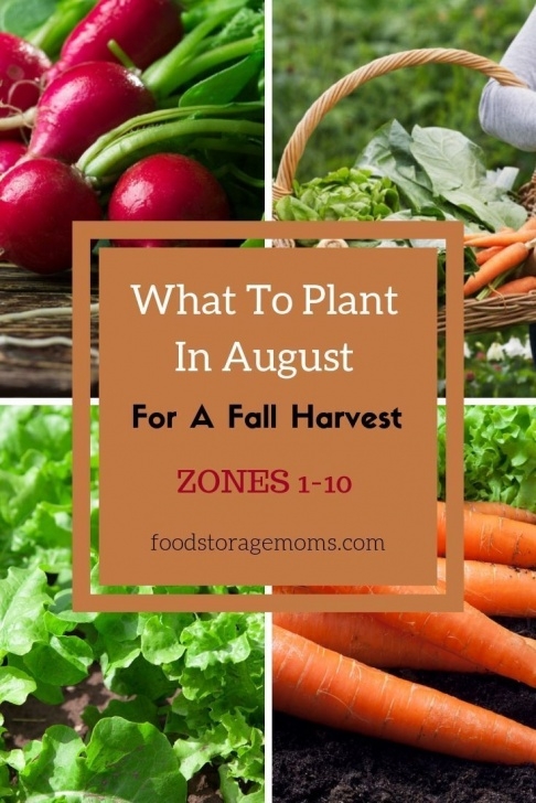 Vegetables To Grow In August It'S Not To Late To Plant A Few Seeds In August! Yes, You Picture 179